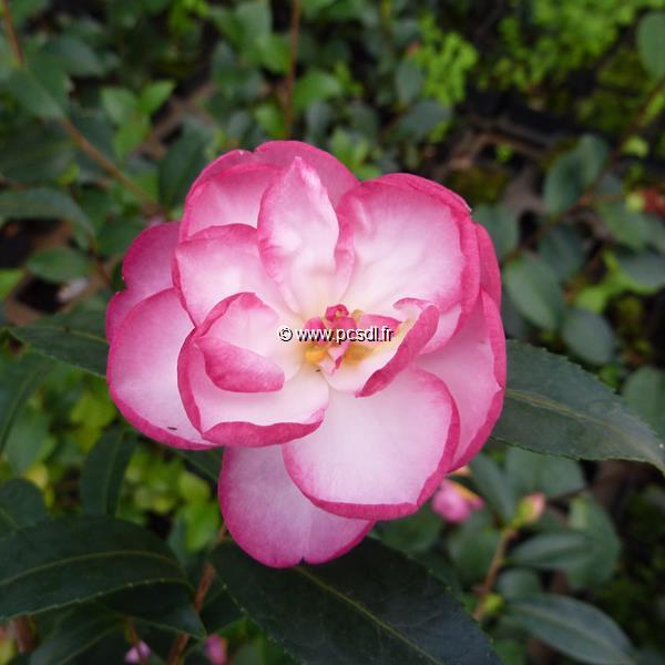 Camellia sasanqua Sayaka (1)