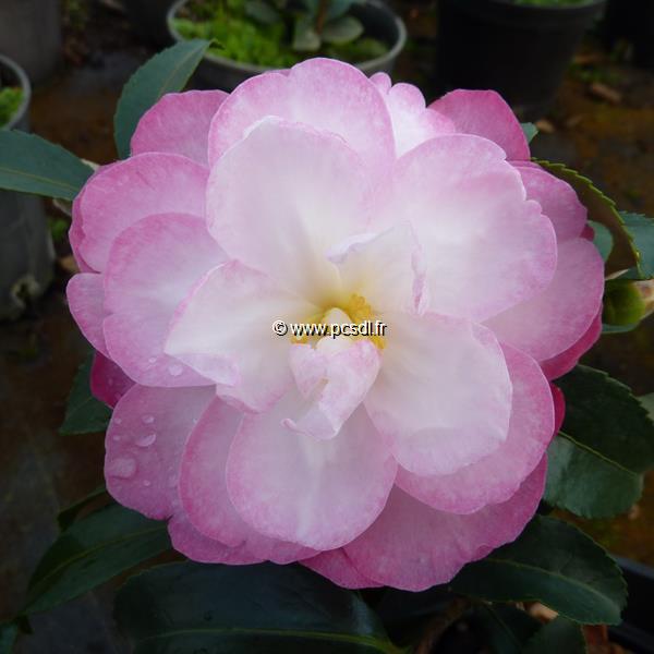 Camellia sasanqua Sayaka (3)