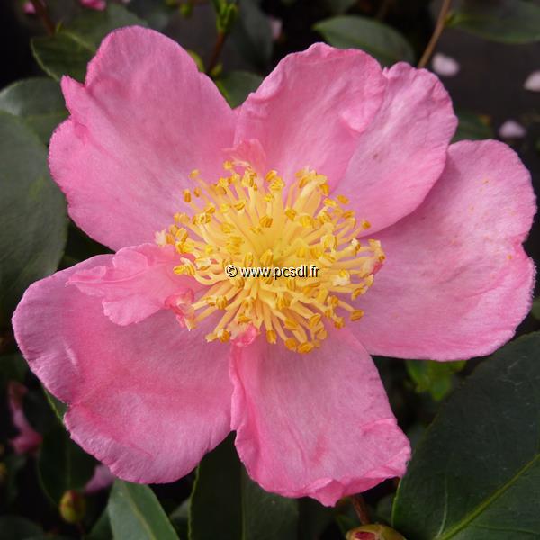 Camellia sasanqua Shinonome (1)