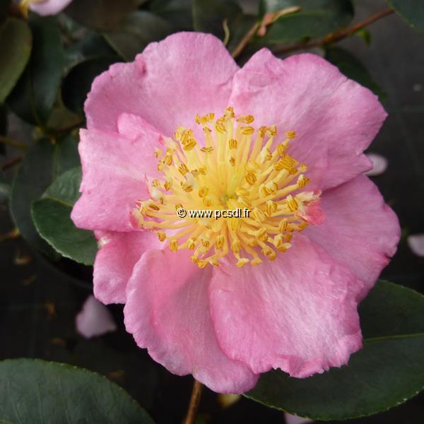 Camellia sasanqua Shinonome (2)