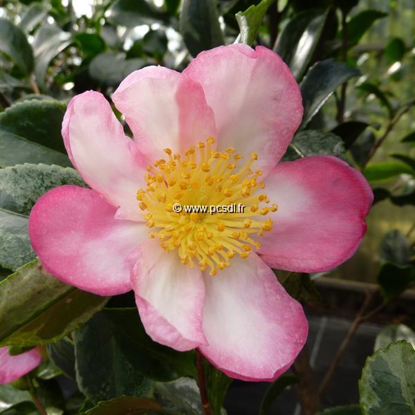 Camellia sasanqua Variegata (2)