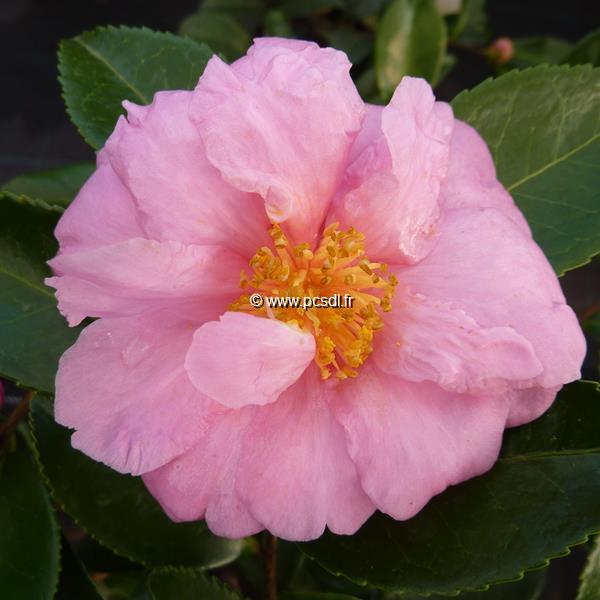Camellia sasanqua Winters Joy