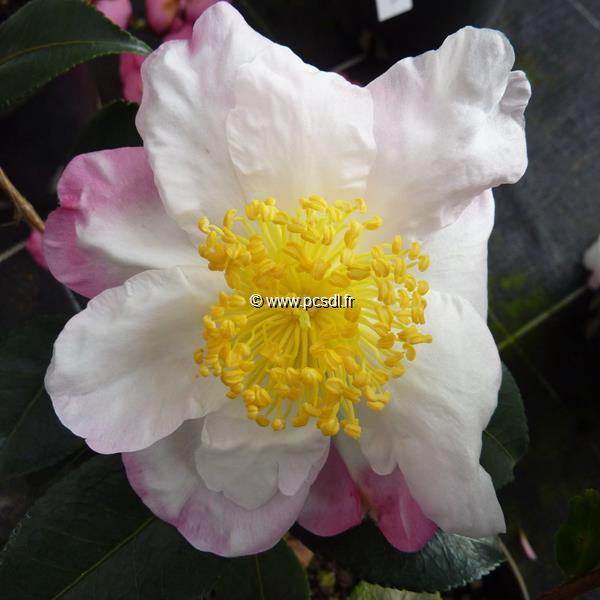 Camellia sasanqua Yae Arare