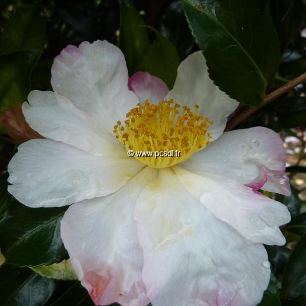 Camellia sasanqua Yae Arare (1)