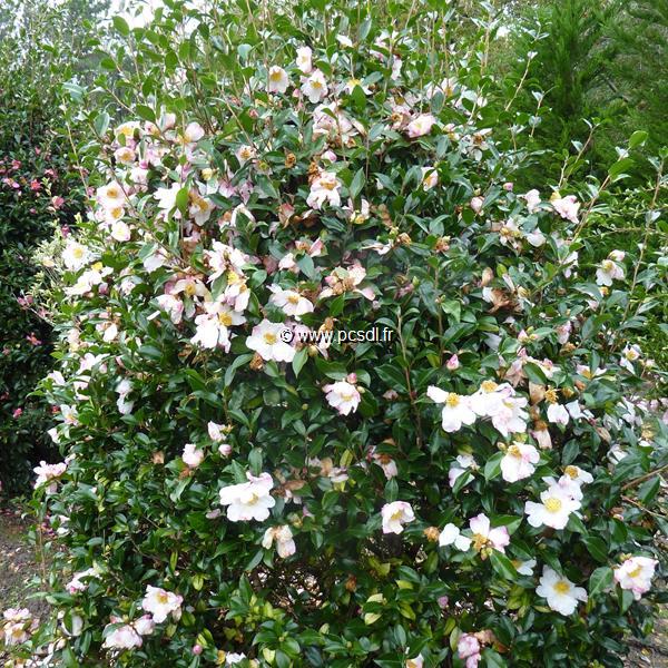 Camellia sasanqua Yae Arare (2)
