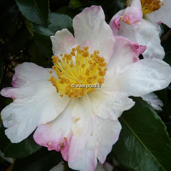 Camellia sasanqua Yae Arare (3)