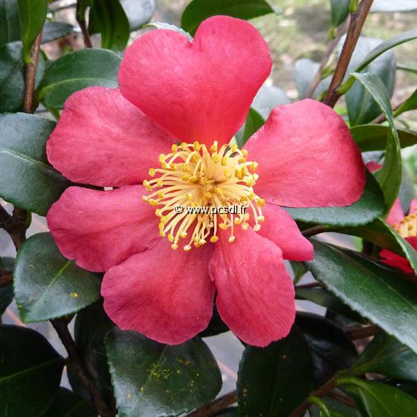 Camellia vernalis Yuletide (1)