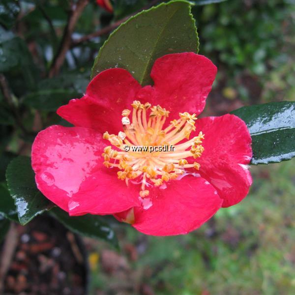 Camellia vernalis Yuletide (3)