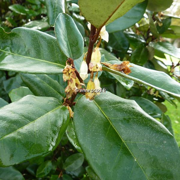 Elaeagnus ebbingei (2)