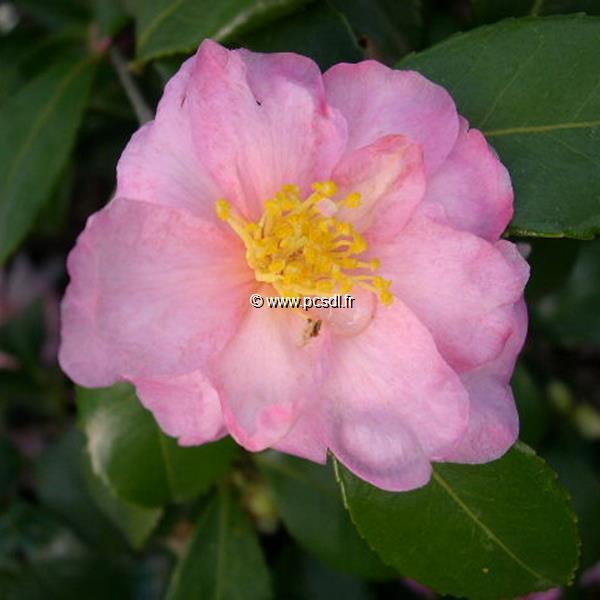 Camellia sasanqua Winters Interlude