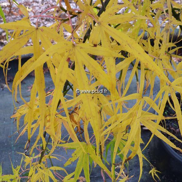Acer palmatum Linearilobum (1)