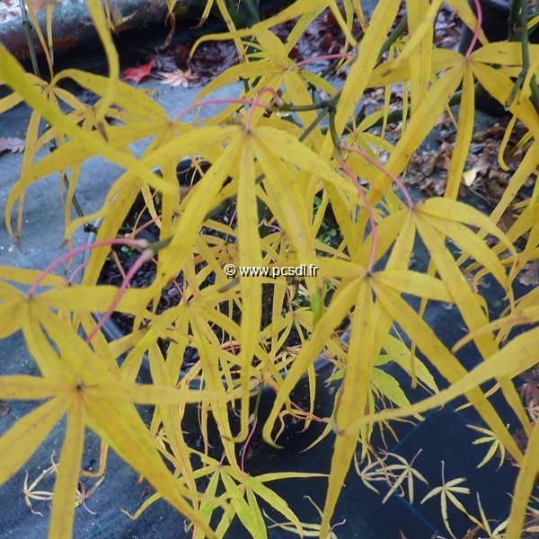 Acer palmatum Linearilobum (2)