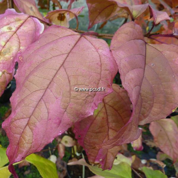 Clerodendrum trichotomum Carnival