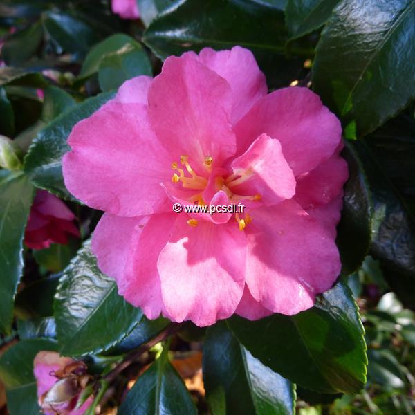 Camellia sasanqua Shishigashira (2)