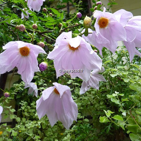 Dahlia imperialis (5)