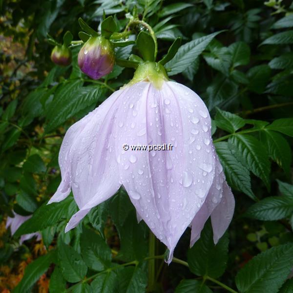 Dahlia imperialis (3)