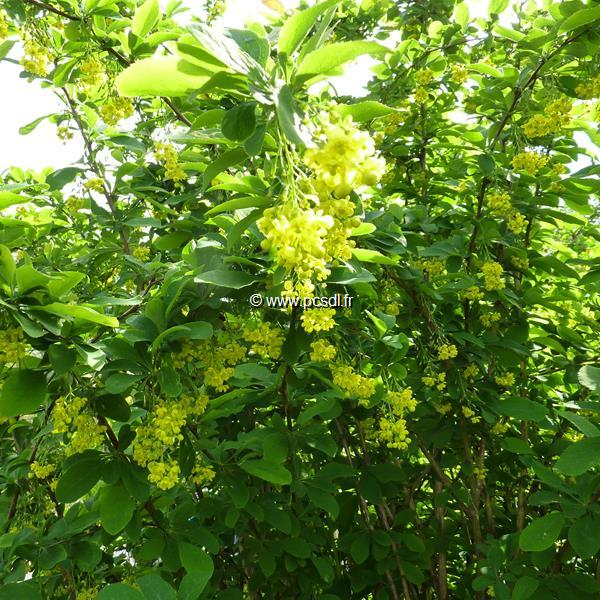 Berberis koreana Red Tears (1)