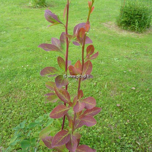 Berberis koreana Red Tears (9)