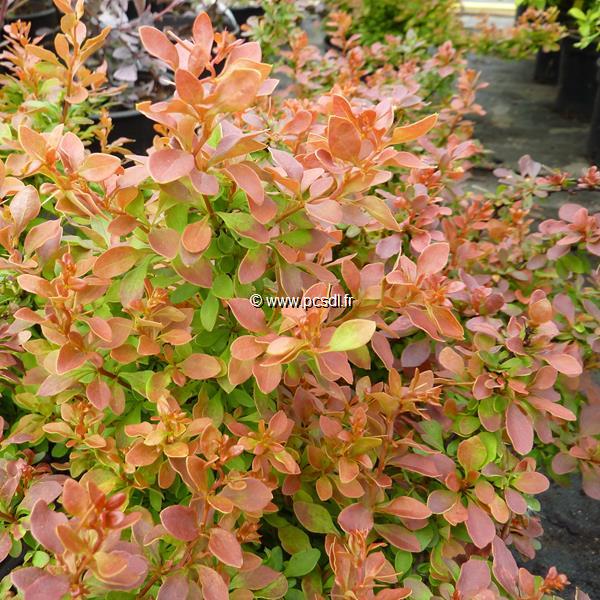 Berberis thunbergii Admiration