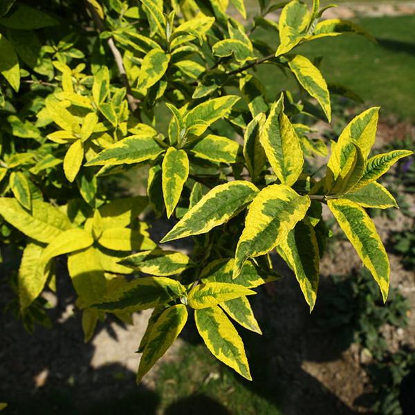 Buddleja davidii Aureovariegata (2)