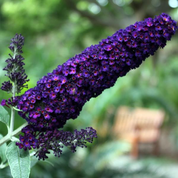 Buddleja davidii Black Knight (2)