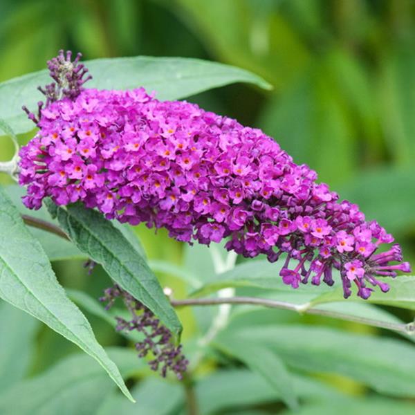 Buddleja davidii Royal Red