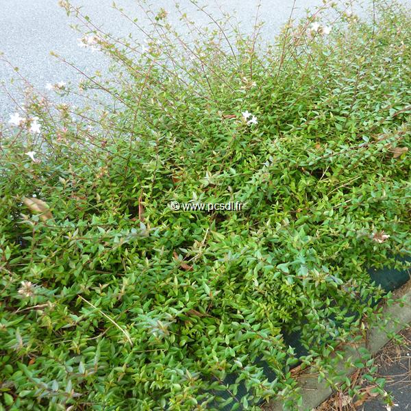 Abelia grandiflora Prostrata (3)