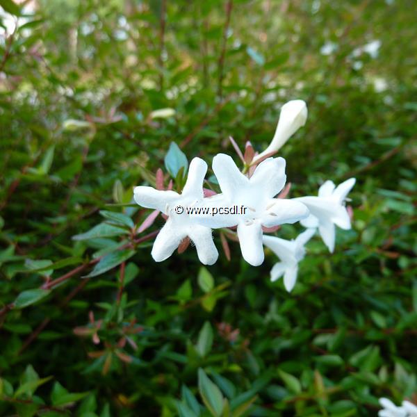 Abelia grandiflora Prostrata