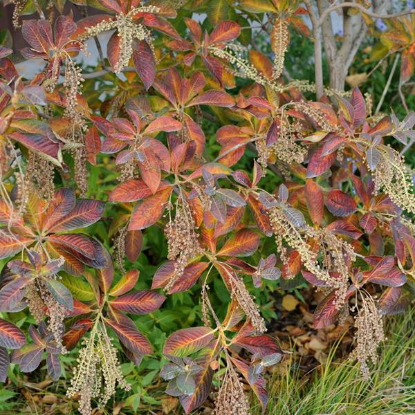 Clethra barbinervis (8)