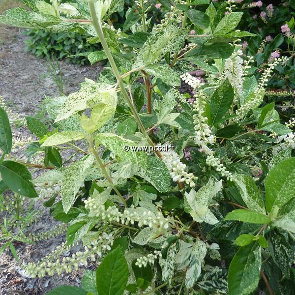 Clethra alnifolia Creels Calico (1)