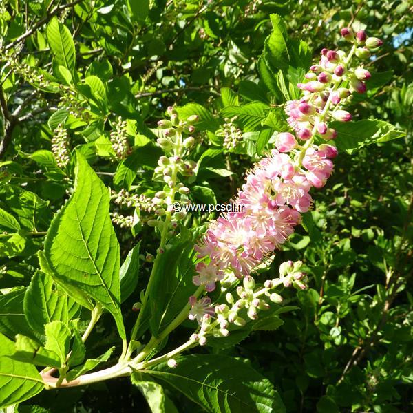 Clethra alnifolia Ruby Spice (7)