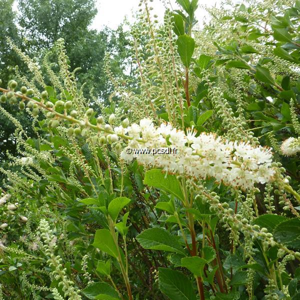 Clethra alnifolia September Beauty (2)