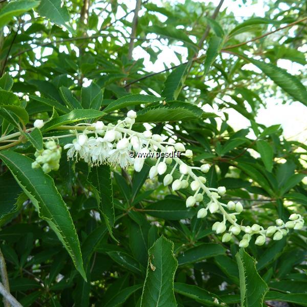 Clethra barbinervis (4)