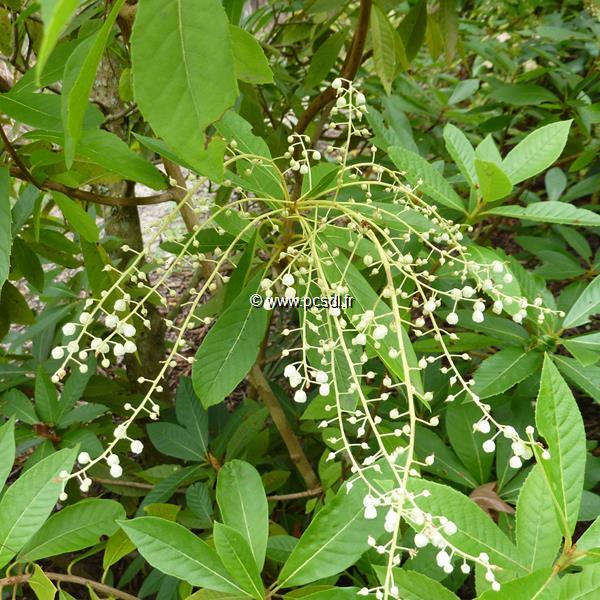 Clethra pringlei (2)