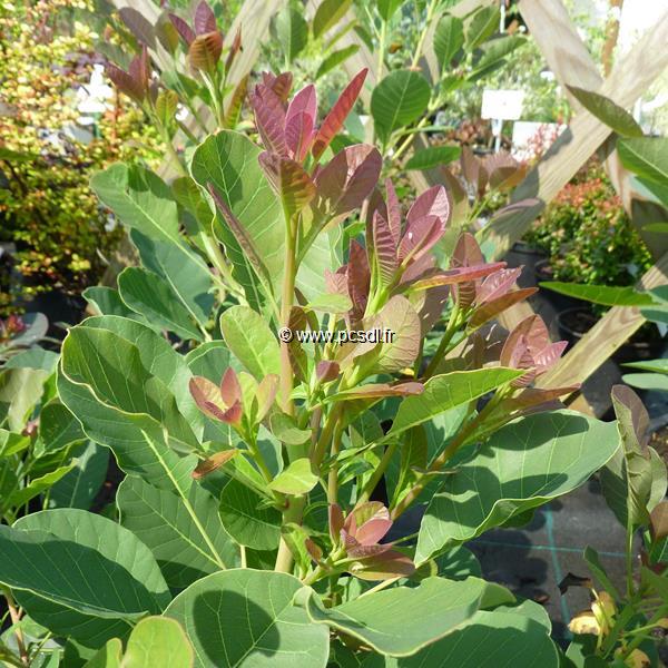 Cotinus Dusky Maiden (2)