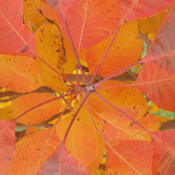 Cotinus obovatus