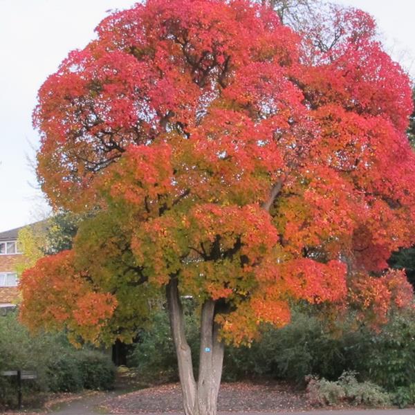 Cotinus obovatus (2)