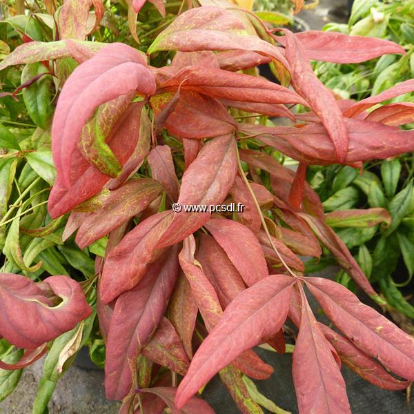 Nandina domestica Blush Pink (2)