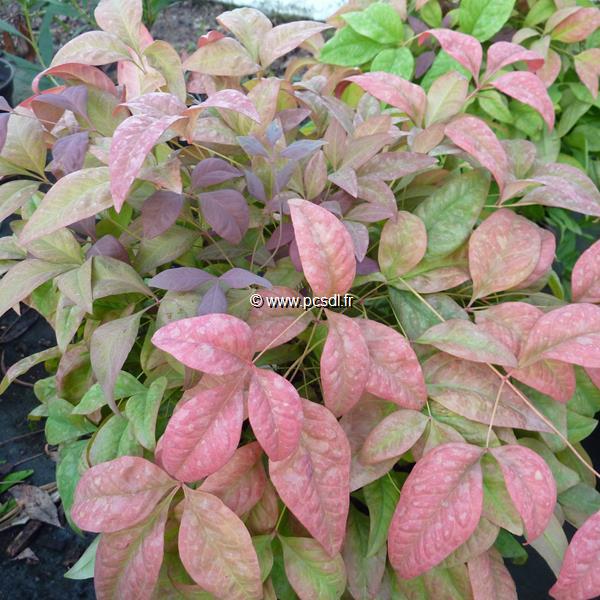 Nandina domestica Blush Pink (5)