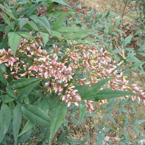 Nandina domestica Plum Passion (1)