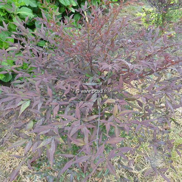 Nandina domestica Plum Passion (2)