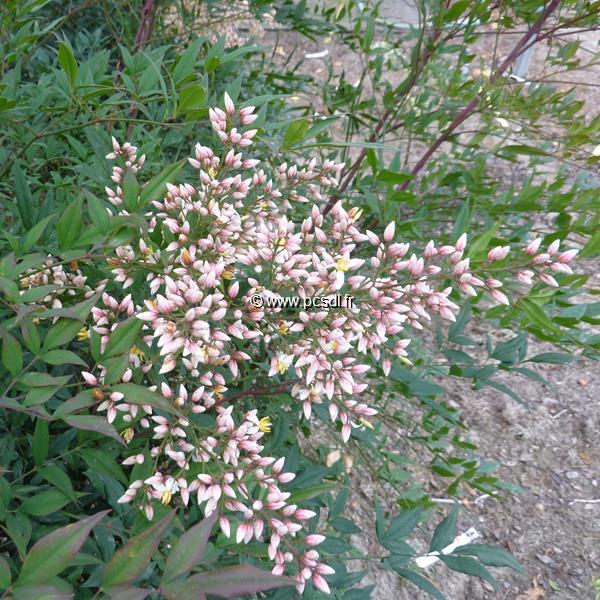 Nandina domestica Plum Passion (5)