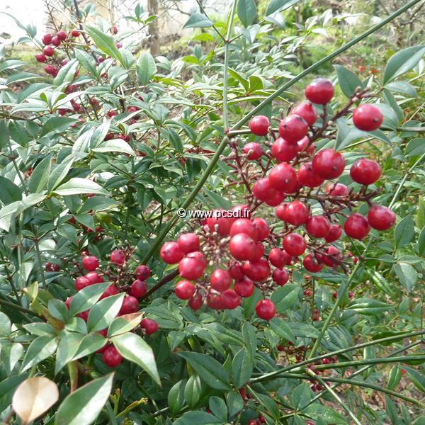 Nandina domestica Richmond (3)