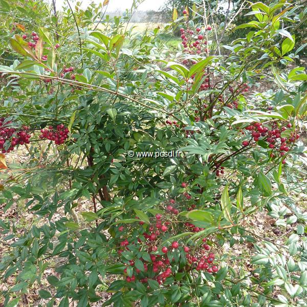 Nandina domestica Richmond (4)