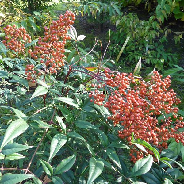 Nandina domestica Umpqua Chief (4)