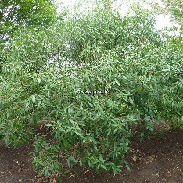 Osmanthus decorus (1)