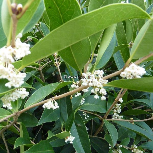 Osmanthus macrophyllus (5)