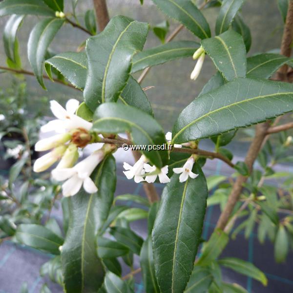 Osmanthus suavis (1)