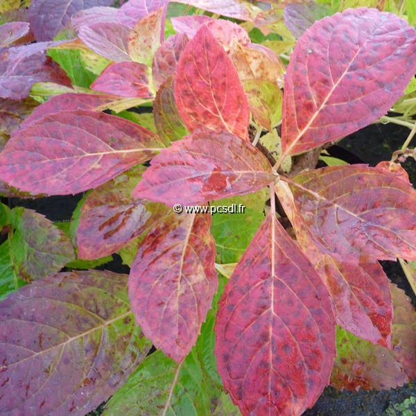 Hydrangea serrata Cotton Candy (2)