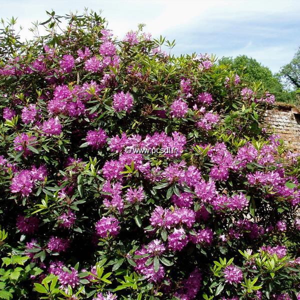 Rhododendron ponticum (4)